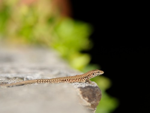 Jaszczurka murowa (ang. Common Wall Lizard, łac. Podarcis muralis) - 8664 - Fotografia Przyrodnicza - WlodekSmardz.pl