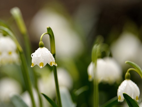 Śnieżyca wiosenna (ang. Snowdrop, łac. Leucojum vernum) - Fotografia Przyrodnicza - WlodekSmardz.pl