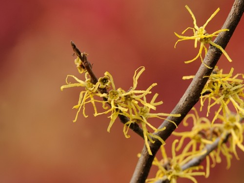 Oczar (ang. Hamamelis, łac. Hamamelis japonica) - Fotografia Przyrodnicza - WlodekSmardz.pl