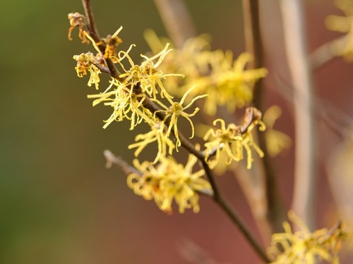 Oczar (ang. Hamamelis, łac. Hamamelis japonica) - Fotografia Przyrodnicza - WlodekSmardz.pl