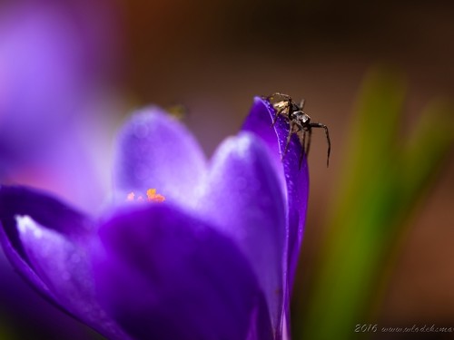 Krokus (ang. Crocus, łac. Crocus sativus) - 4179 - Fotografia Przyrodnicza - WlodekSmardz.pl