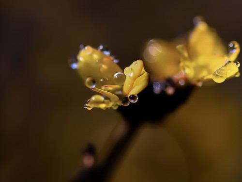 Berberys (ang. Barberry, łac. Berberis thunbergii) - 4166 - Fotografia Przyrodnicza - WlodekSmardz.pl