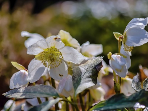 Ciemiernik (ang. Bear's-foot, łac. Helleborus niger L.) - 4139 - Fotografia Przyrodnicza - WlodekSmardz.pl