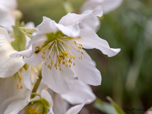 Ciemiernik (ang. Bear's-foot, łac. Helleborus niger L.) - 5969 - Fotografia Przyrodnicza - WlodekSmardz.pl