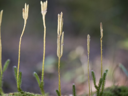 Widłak goździsty (ang. Clove flywheel, łac. Lycopodium clavatum) - 6899 - Fotografia Przyrodnicza - WlodekSmardz.pl