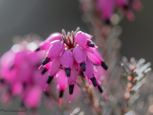 Wrzosiec (ang. Briar, łac. Erica carnea) - 5981- Fotografia Przyrodnicza - WlodekSmardz.pl